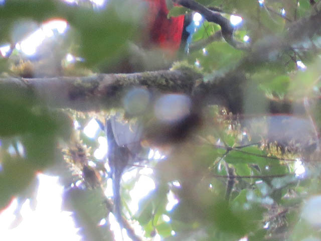 カザリキヌバネドリ (Pharomachrus mocinno)