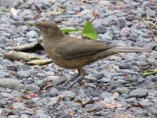 バフムジツグミ (Turdus grayi)