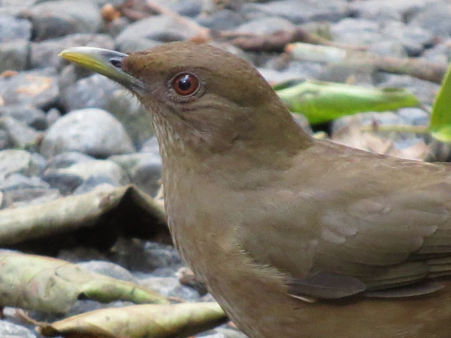 バフムジツグミ (Turdus grayi)