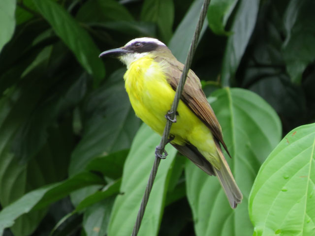 キバラオオタイランチョウ (Pitangus sulphuratus)