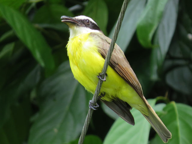 キバラオオタイランチョウ (Pitangus sulphuratus)