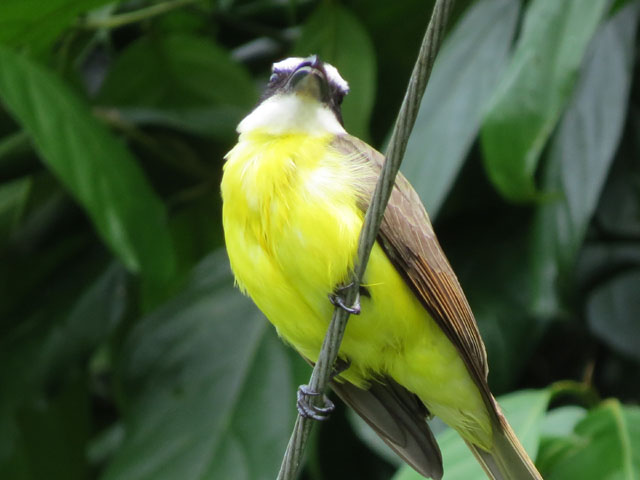 キバラオオタイランチョウ (Pitangus sulphuratus)