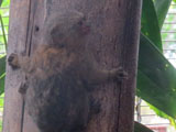 ピグミーマーモセット, Cebuella pygmaea