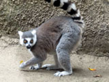 ワオキツネザル, Lemur catta