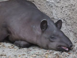 アメリカバク, Tapirus terrestris