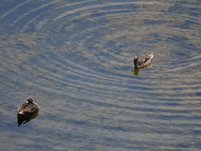 White-cheeked pintail