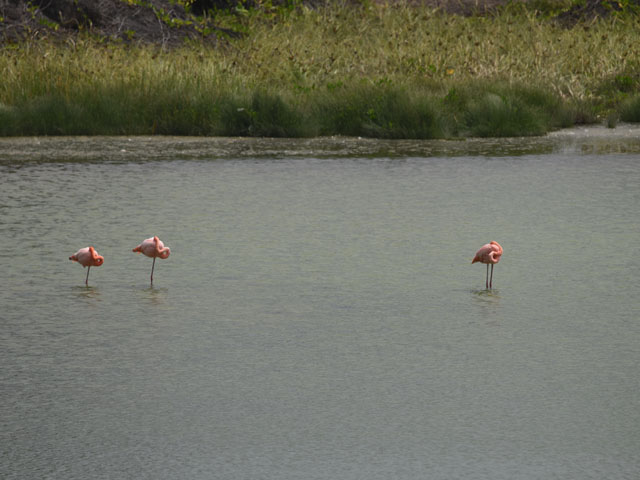 フラミンゴの池
