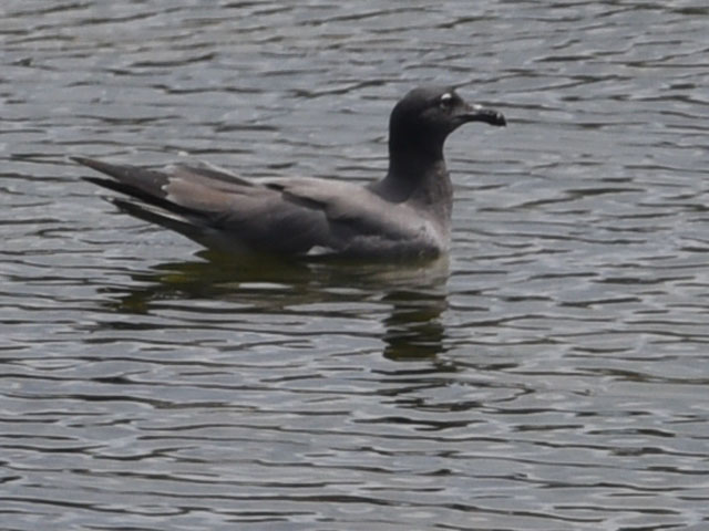 イワカモメ, Leucophaeus fulginosus