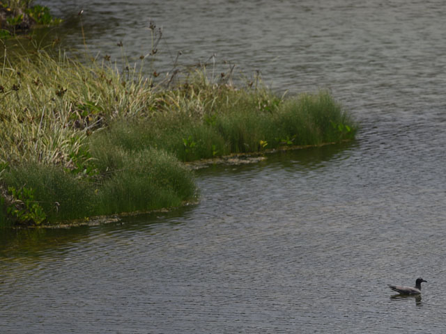 イワカモメ, Leucophaeus fulginosus