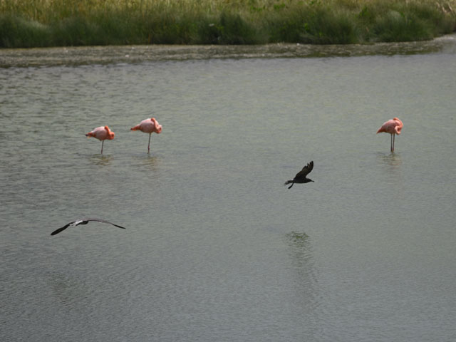 イワカモメ, Leucophaeus fulginosus