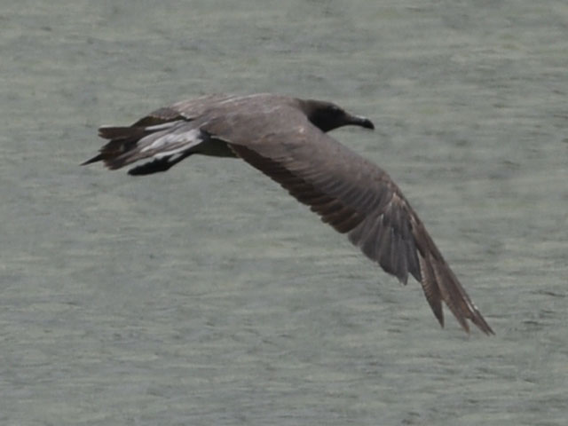 イワカモメ, Leucophaeus fulginosus