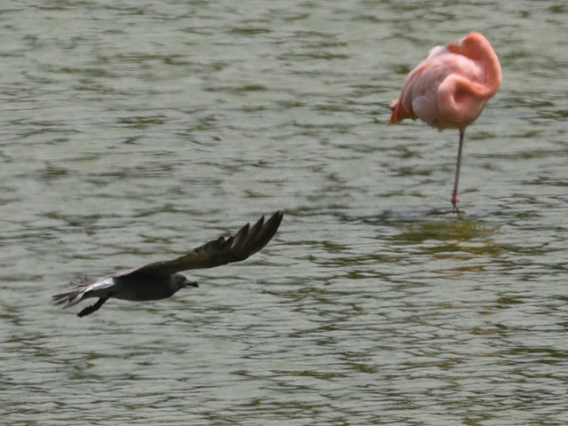 イワカモメ, Leucophaeus fulginosus