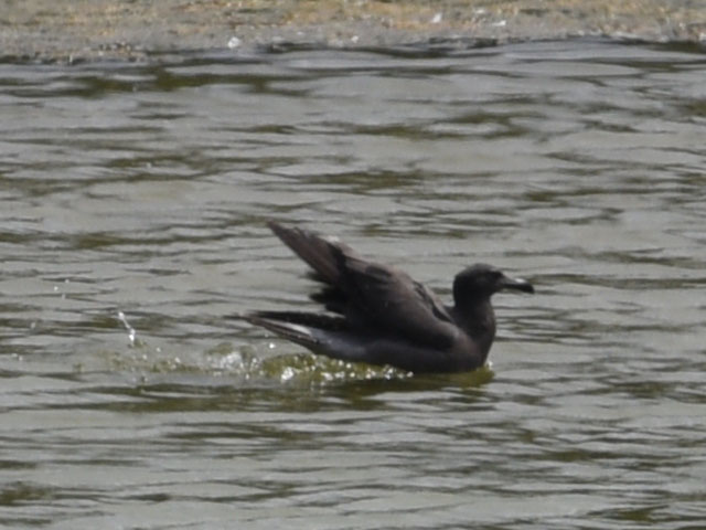 イワカモメ, Leucophaeus fulginosus