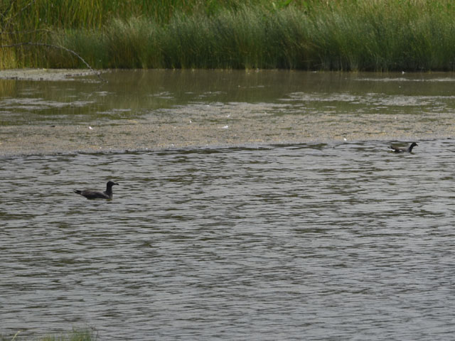 イワカモメ, Leucophaeus fulginosus