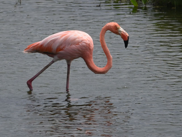 �x�j�C���t���~���S, Phoenicopterus ruber 
