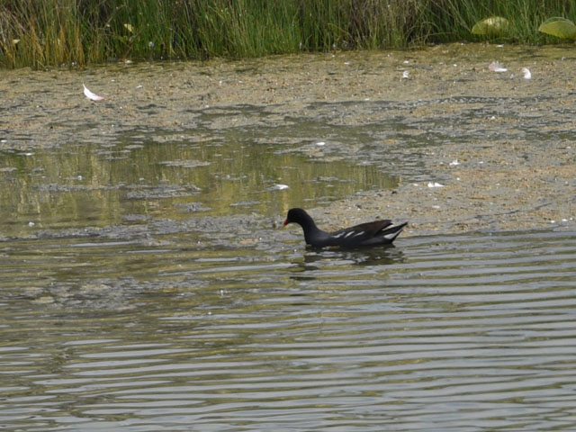 Common gallinule, Gallinula galeata
