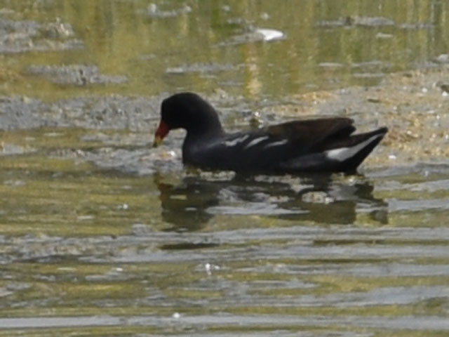 Common gallinule, Gallinula galeata