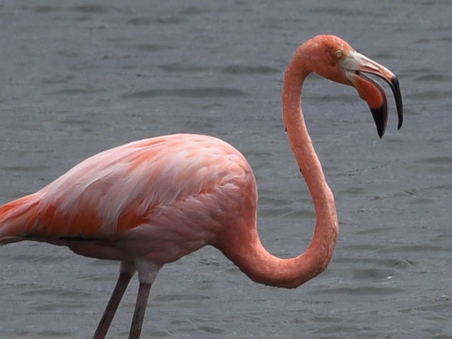 �x�j�C���t���~���S, Phoenicopterus ruber 