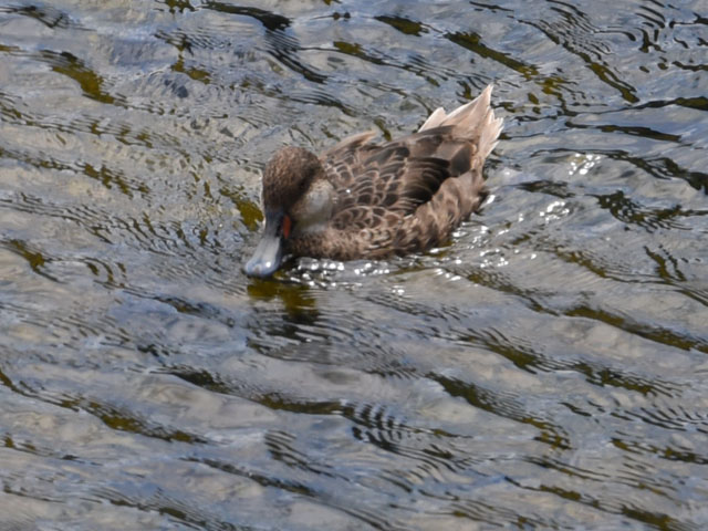 ホオジロオナガガモ, Anas bahamensis