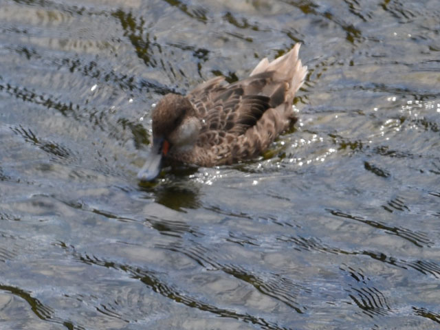 ホオジロオナガガモ, Anas bahamensis