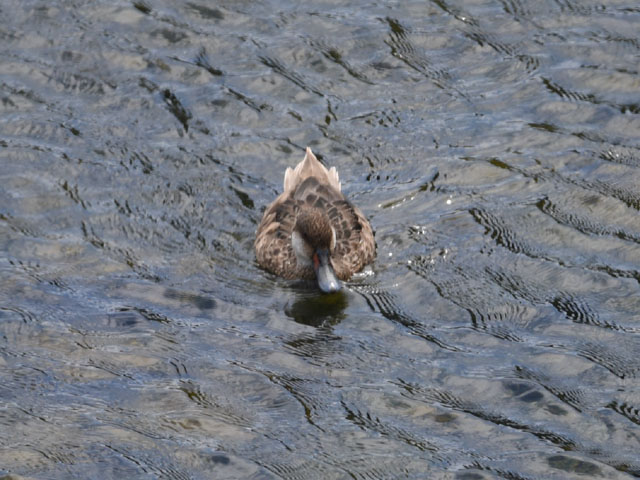ホオジロオナガガモ, Anas bahamensis