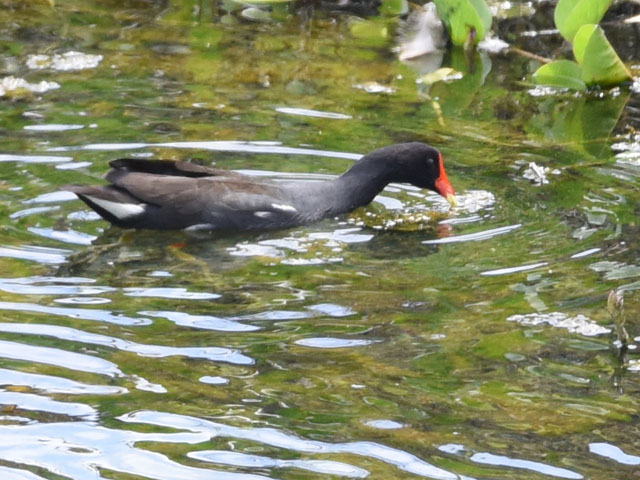 Common gallinule, Gallinula galeata