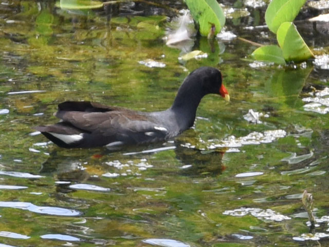 Common gallinule, Gallinula galeata