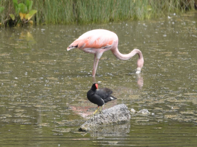 �x�j�C���t���~���S, Phoenicopterus ruber 