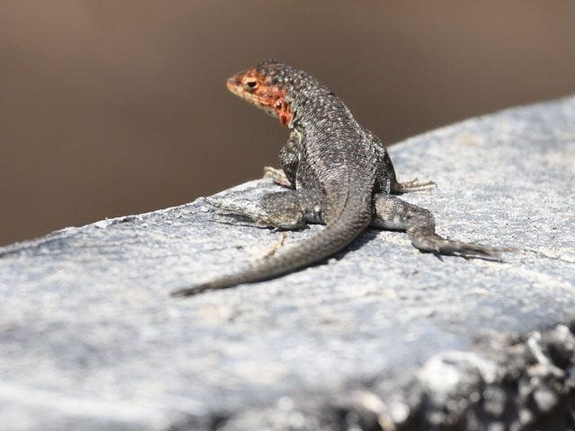 ヨウガントカゲ