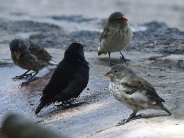 ダーウィンフィンチ, Darwin's finches