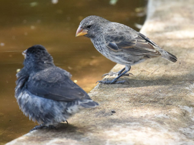 Darwin’s finch