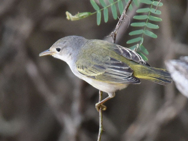 �L�C���A�����J���V�N�C, Setophaga petechia 