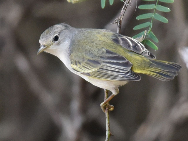 �L�C���A�����J���V�N�C, Setophaga petechia 