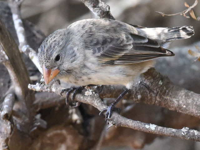 ダーウィンフィンチ, Darwin's finches