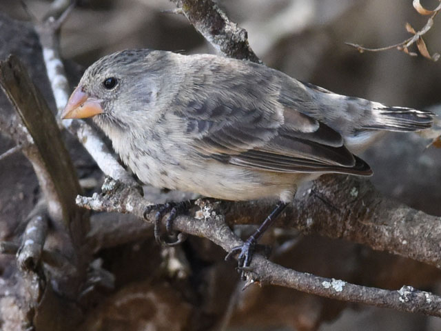 ダーウィンフィンチ, Darwin's finches