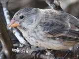 ダーウィンフィンチ, Darwin's finches