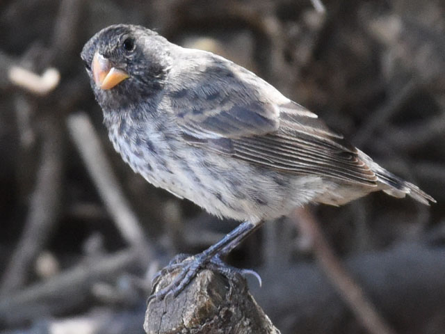 ダーウィンフィンチ, Darwin's finches