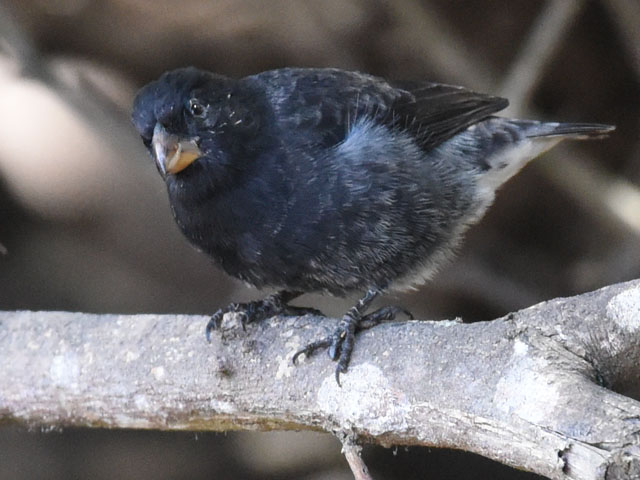 ダーウィンフィンチ, Darwin's finches