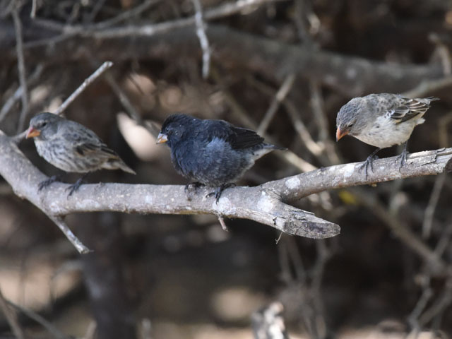 ダーウィンフィンチ, Darwin's finches