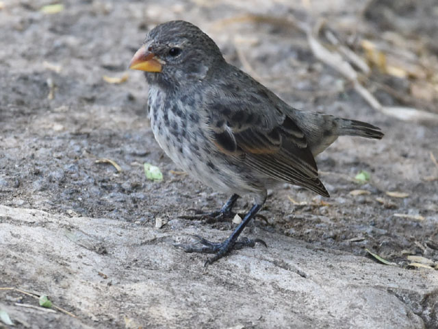 ダーウィンフィンチ, Darwin's finches