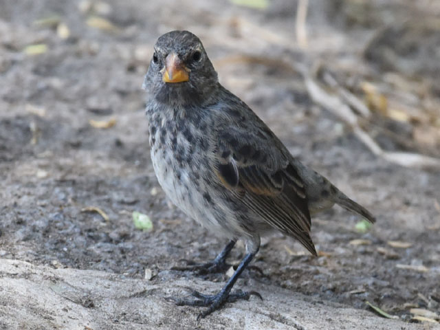 ダーウィンフィンチ, Darwin's finches