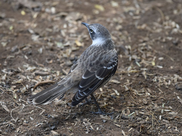 ガラパゴスマネシツグミ, Mimus parvulus