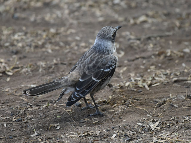 ガラパゴスマネシツグミ, Mimus parvulus