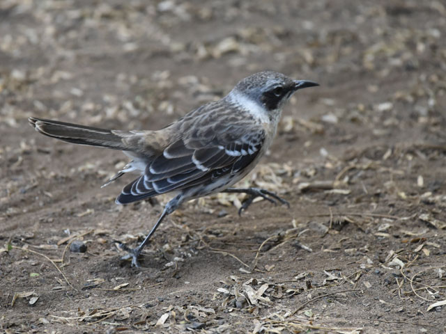 ガラパゴスマネシツグミ, Mimus parvulus