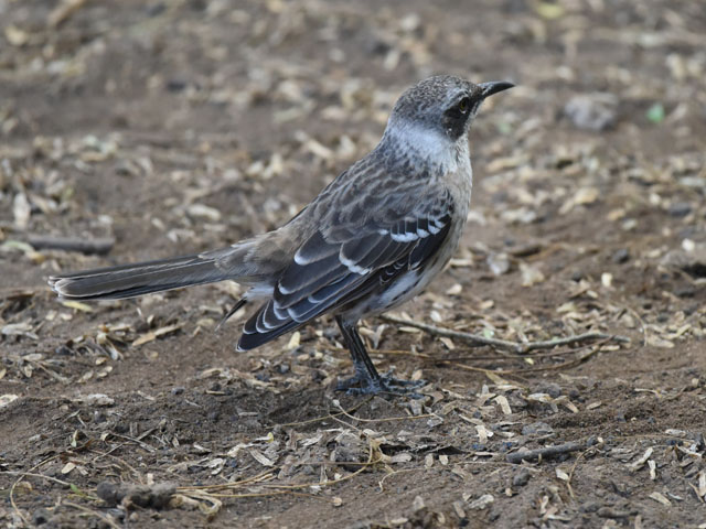 ガラパゴスマネシツグミ, Mimus parvulus