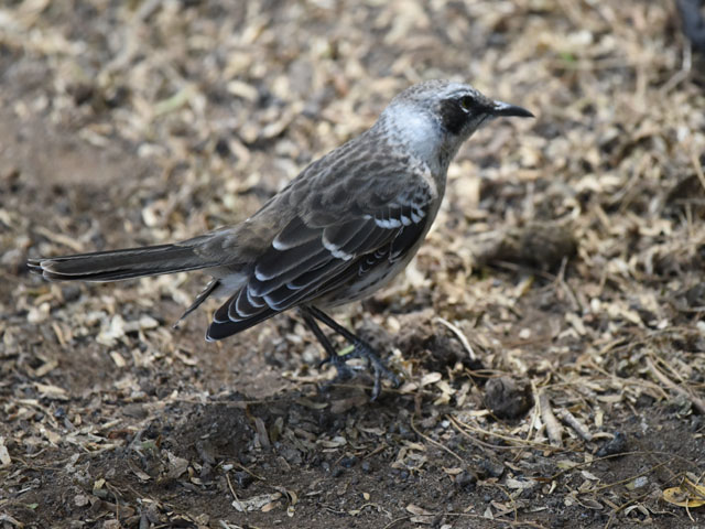 ガラパゴスマネシツグミ, Mimus parvulus