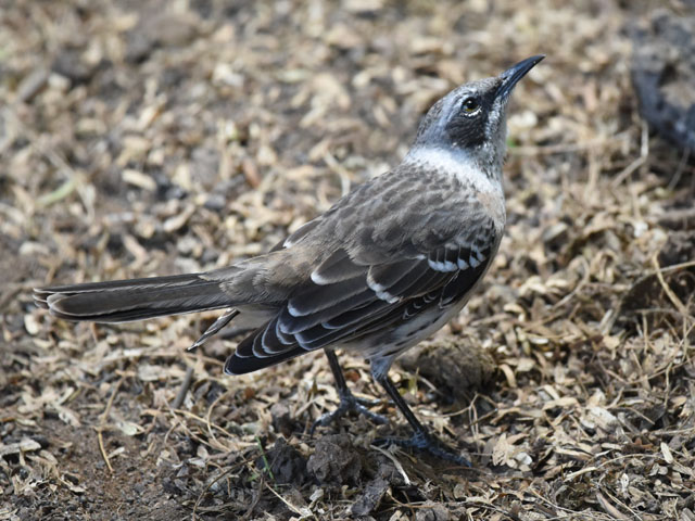 ガラパゴスマネシツグミ, Mimus parvulus