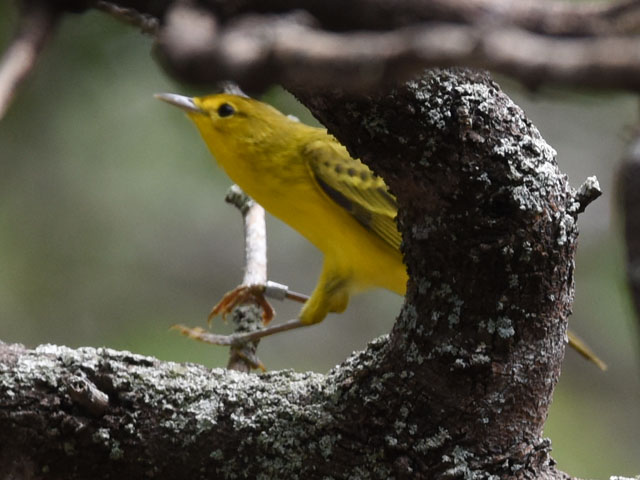 �L�C���A�����J���V�N�C, Setophaga petechia 