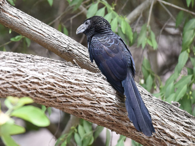 �I�I�n�V�J�b�R�E, Crotophaga ani 