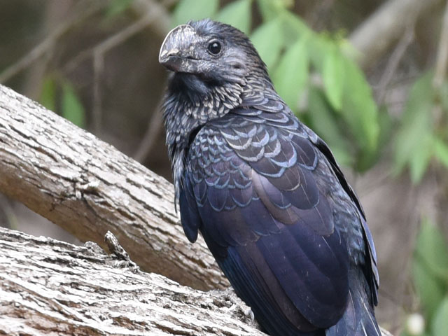 �I�I�n�V�J�b�R�E, Crotophaga ani 